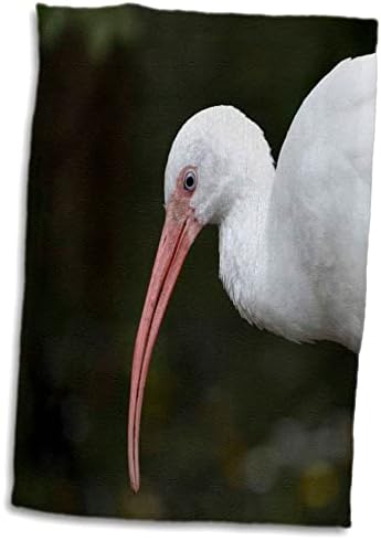 3dRose Susan Állatkert Legénység Állatok - ibis Madár Fejét, Kék Szeme Kép - Törölköző (twl-178468-3)