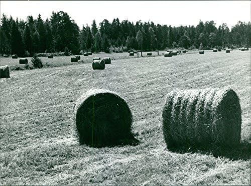 Vintage fotó, a Fű, a széna szétszórva a mezőgazdasági Svédországban.