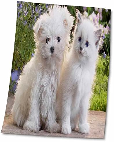 3dRose Florence Állatok - Aranyos Fehér Kiskutya n Fehér Cica - Törölköző (twl-61892-1)