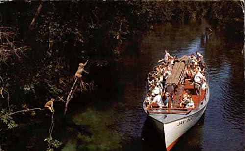 A turisták Etetésére Vadon élő Majmok, a Dzsungel Cruise Silver Springs, Florida FL Eredeti Régi Képeslap