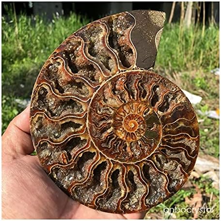 SAIYI Dekoratív Díszek Természetes Ammonite Fosszilis Kagyló Kristály Minta Gyógyító