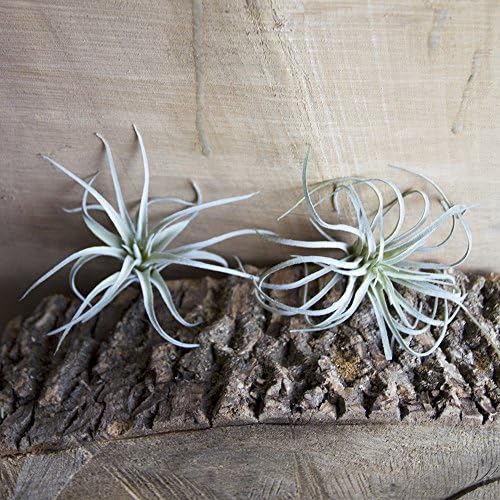 CHIVE Mesterséges Levegő Növények — Ömlesztett Készlet 5, Kis — Ultra-Realisztikus Hamis Tillandsia Bromeliad Növények Dekoratív
