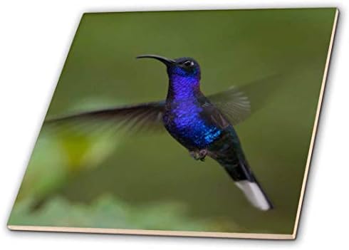 3dRose ct_205715_1 Violet Sabrewing Kolibri - Közép-Amerikában. - Kerámia, 4