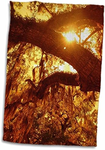 3dRose Florence - Fák - Kép, a Nap Süt keresztül Dél-Moss Fa - Törölköző (twl-233041-1)