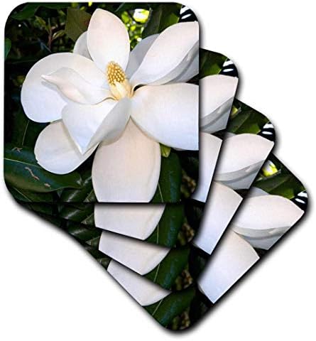 3dRose Magnolia Fa - Us04 Dfr0009 - David R. Frazier - Puha, Alátétek, Készlet 4 (CST_88102_1)